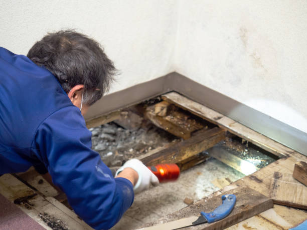Office Mold Removal Services in Los Molinos, CA