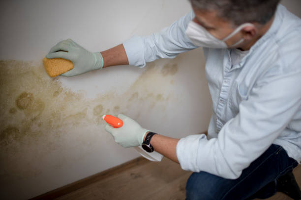 Best Mold Testing  in Los Molinos, CA