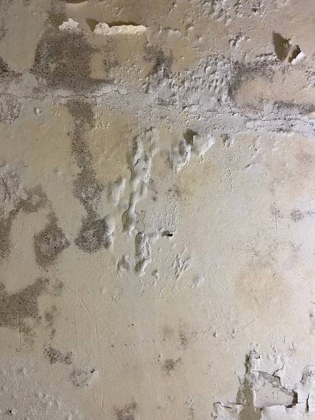 Best Mold Removal Company Near Me  in Los Molinos, CA