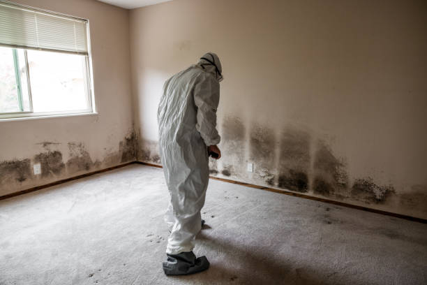 Best Black Mold Removal  in Los Molinos, CA