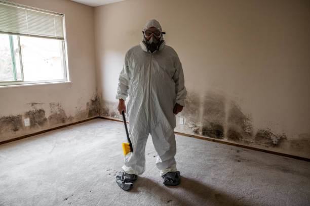Professional Mold Removal in Los Molinos, CA